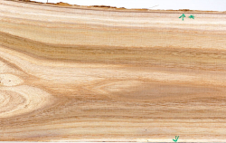 Tr005 Catalpa, Bean Tree Small Board 530 x 145 x 20 mm