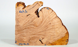 Ca007 Canistel Maser, Eierfruchtbaum Maserscheibe 250 x 190 x 15 mm