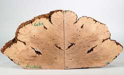 Ca008 Canistel Burl, Eggfruit Tree Burl Pair of bookmatched Slices 330 x 210 x 16 mm