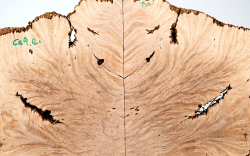 Ca009 Canistel Maser, Eierfruchtbaum Maserscheibepaar gespiegelt 490 x 210 x 16 mm