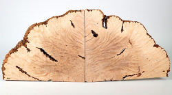 Ca009 Canistel Burl, Eggfruit Tree Burl Pair of bookmatched Slices 490 x 210 x 16 mm