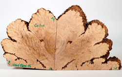 Ca011 Canistel Burl, Eggfruit Tree Burl Pair of bookmatched Slices 330 x 160 x 15 mm