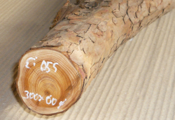 Ei055 Yew Log Section 300 x 60 x 60 mm
