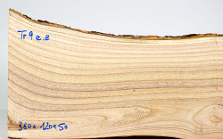 Tr009 Catalpa, Bean Tree Log Section 380 x 120 x 50 mm