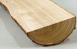 Tr009 Catalpa, Bean Tree Log Section 380 x 120 x 50 mm