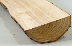 Tr009 Trompetenbaum, Catalpa Stammabschnitt 380 x 120 x 50 mm