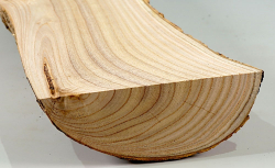 Tr010 Catalpa, Bean Tree Log Section 380 x 130 x 55 mm
