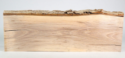 Nb137 Nussbaum europäisch mit Splint 500 x 160 x 23 mm