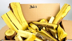 Beb003 Barberry, sour thorn, Berberis vulgaris Assorted Log Sections 230-60 x 110-19 x 59-3 mm