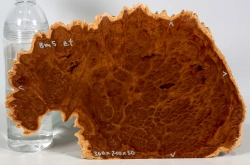 Bm005 Brown Mallee Burl Maserkappe - Dekostück 300 x 210 x 50 mm