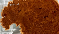 Bm005 Brown Mallee Burl Maserkappe - Dekostück 300 x 210 x 50 mm