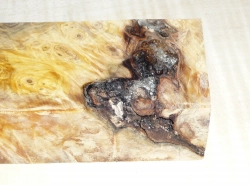 By022 Buckeye Burl stabilisiert Griffblock 120 x 40 x 30 mm