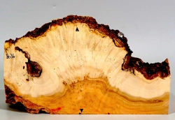 Be026 Eschenblättriger Ahorn Maser, Box Elder Dekostück, Maserholzscheibe 236 x 130 x 46 mm