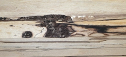 Bc046 Buche, Rotbuche gestockte Trüffelbuche 550 x 140 x 49 mm