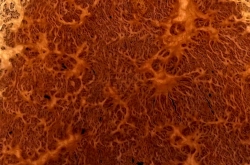 Rm016 Red Mallee Burl Cap 183 x 160 x 34 mm