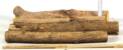 Beb007 Berberitze, Sauerdorn, Essigbeere Sortiment Stammabschnitte  360-420 mm x 35-38 mm, ca. 2,1 kg