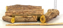 Beb013 Berberitze, Sauerdorn Sortiment Stammabschnitte  80/120-210 mm x 30-40 mm, ca. 1,3 kg