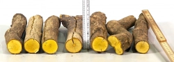 Beb014 Berberitze, Sauerdorn, Essigbeere Sortiment Stammabschnitte  200-240 mm x 30-35 mm, ca. 1,3 kg