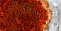 Bbx007 Black Box Burl Maserholzscheibe 420 x 356 x 18 mm