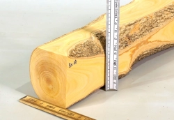 Bx010 Buchsbaum europäisch Kantel 358 x 68 x 61 mm