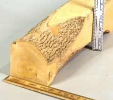 Bx010 Buchsbaum europäisch Kantel 358 x 68 x 61 mm