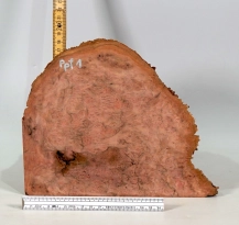 Ppf001 Pfefferminzbaum Maser dekorative Maserkappe 200 x 195 x 60 mm