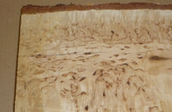 Bik020 Karelian Birch Burl Small Board 270 x 130 x 38 mm