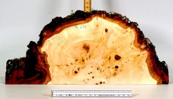 Li050 Linde Maser Dekostück 360 x 160 x 23 mm