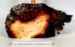 Li051 Linde Maser Dekostück 300 x 150 x 26 mm