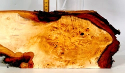 Li052 Linde Maser Dekostück 350 x 150 x 29 mm