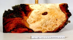 Li052 Linde Maser Dekostück 350 x 150 x 29 mm