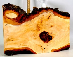 Li055 Linde Maser Dekostück 360 x 250 x 32 mm