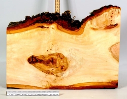 Li055 Linde Maser Dekostück 360 x 250 x 32 mm