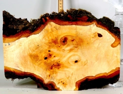 Li056 Linde Maser Dekostück 360 x 250 x 25 mm