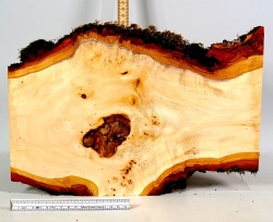 Li056 Linde Maser Dekostück 360 x 250 x 25 mm