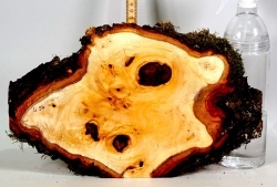 Li057 Linde Maser Dekostück 360 x 230 x 23 mm