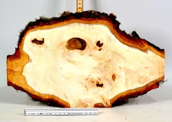 Li057 Linde Maser Dekostück 360 x 230 x 23 mm