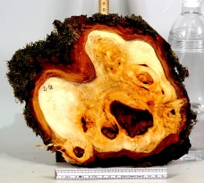 Li058 Linde Maser Dekostück 260 x 240 x 26 mm