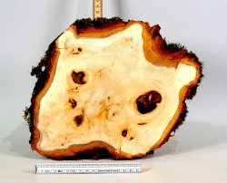 Li058 Linde Maser Dekostück 260 x 240 x 26 mm