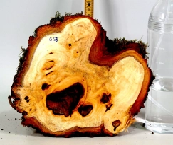 Li059 Linde Maserkappe Dekostück 220 x 220 x 80 mm