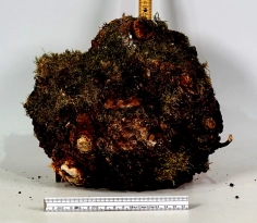 Li059 Linde Maserkappe Dekostück 220 x 220 x 80 mm