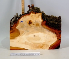 Li063 Linde Maser Dekostück 300 x 210 x 38 mm